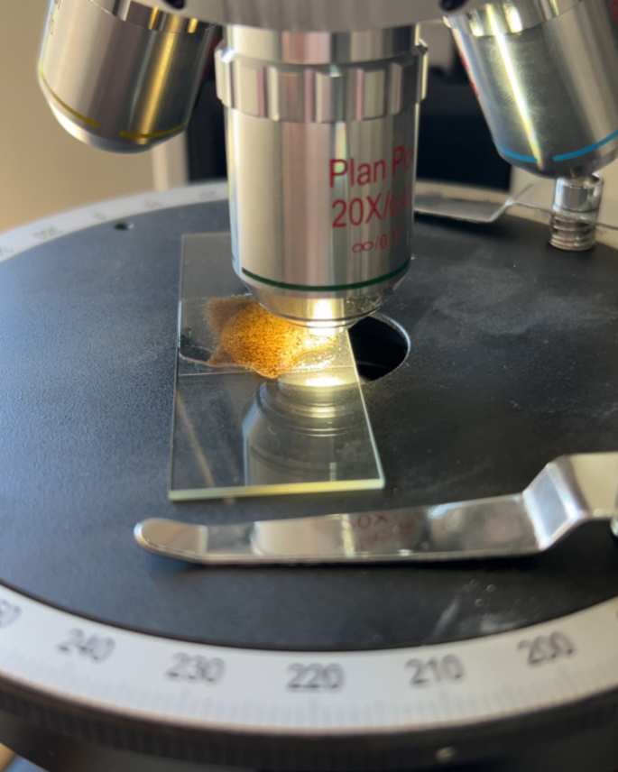 Muestra observada con un microscopio de laboratorio
